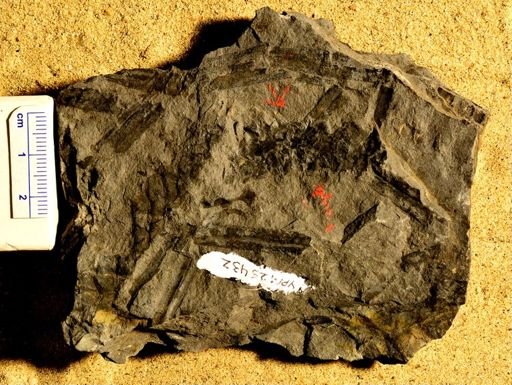 Lepidostrobus gracilis