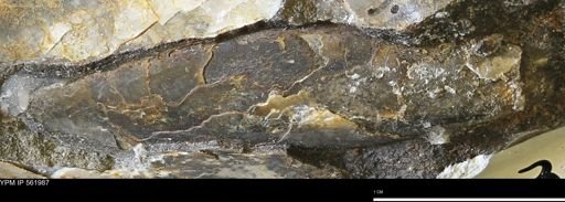 undet. Bivalvia