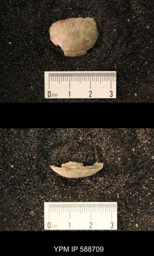 Strophomena rugosa