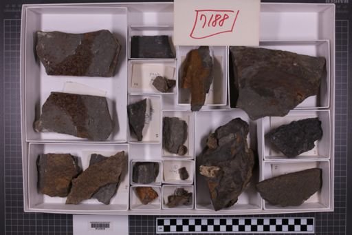 mixed taxa, stratigraphic collection