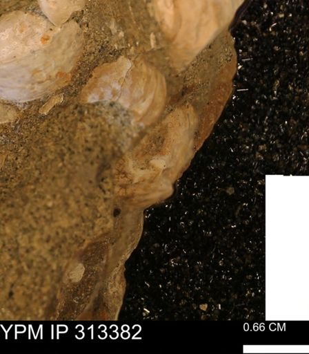 Corbicula sp.