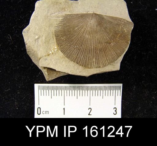 Schuchertella subplana