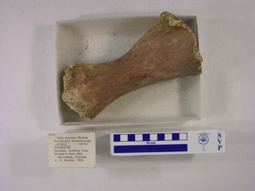 Teleoceras fossiger