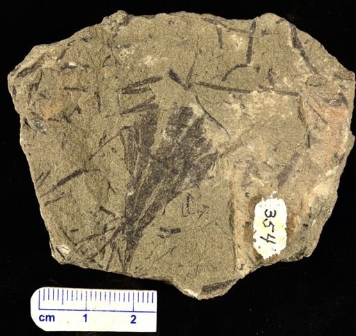 Archaeopteris