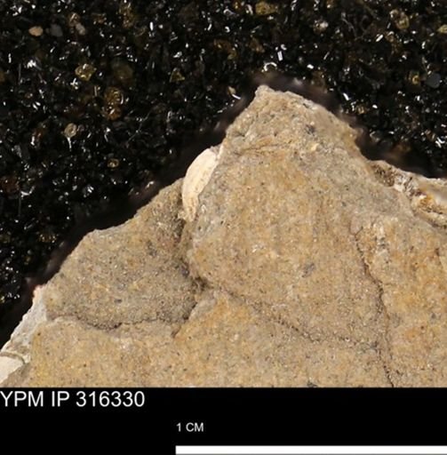 undet. Mollusca
