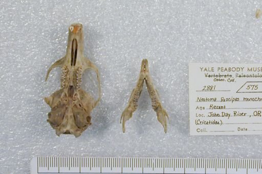 Gerbillus pyramidum
