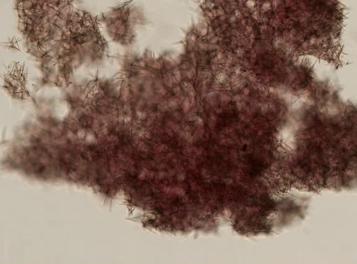 Sigmadocia sp.