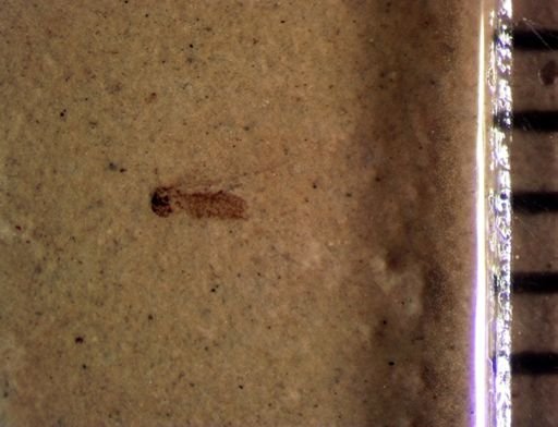 Diptera?