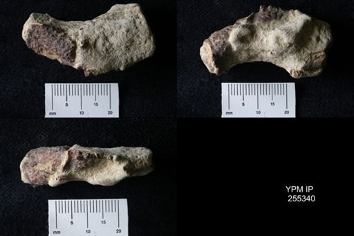 Pacifastacus chenoderma