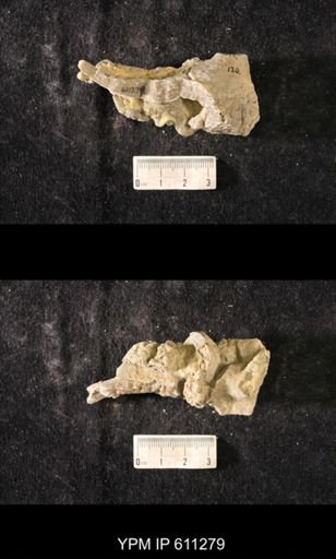 Heterotrypa frondosa