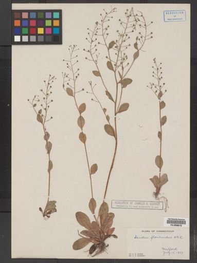 Plantae
