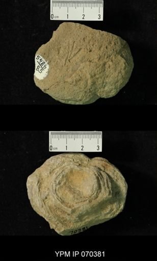 Heliolites nucella