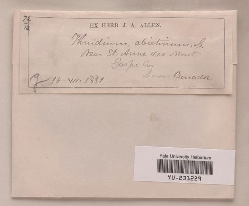 Thuidium abietinum
