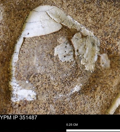 undet. Bivalvia
