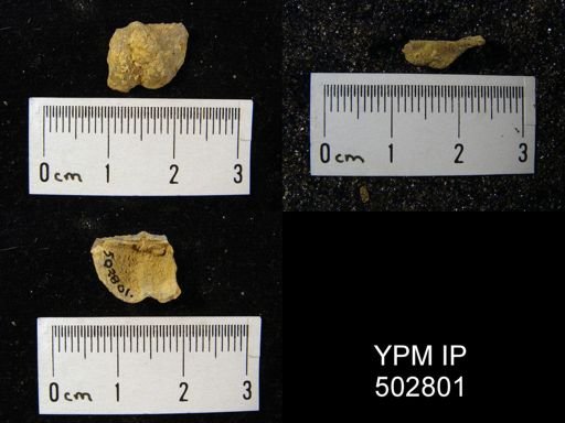 Mesolobus sp.