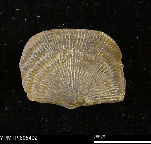 Leptaena richmondensis
