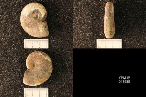 Hoploscaphites nicolletii