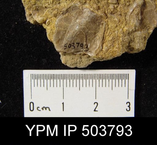 undet. Brachiopoda