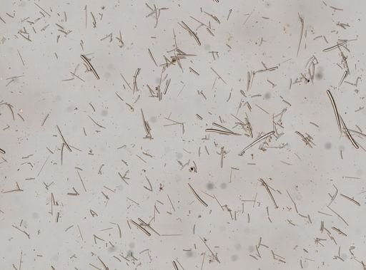cf. Plocamia