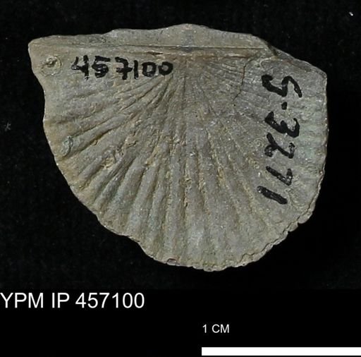 Stropheodonta sp.