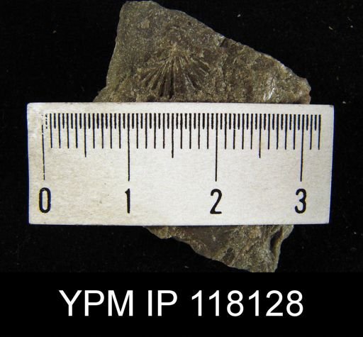 Spirifer subsulcatus