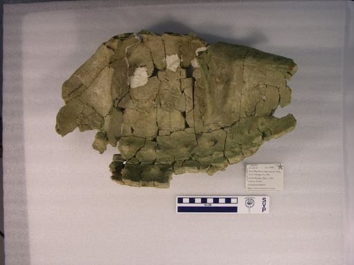 Baptemys wyomingensis