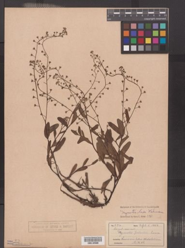 Myosotis laxa