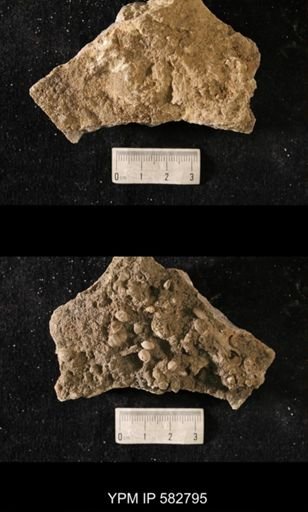 Zygospira sp.