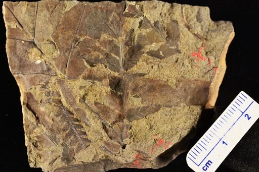 Cladophlebis sp.
