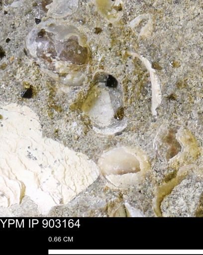 Corbulamella?