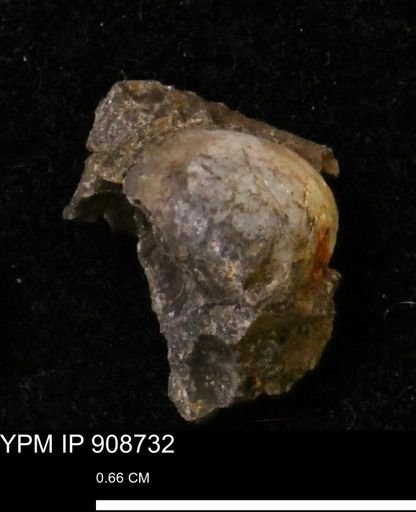 Protocardia sp.