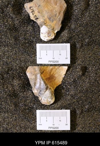 Inoceramus sp.