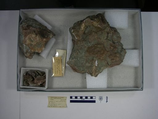 Lystrosaurus sp.