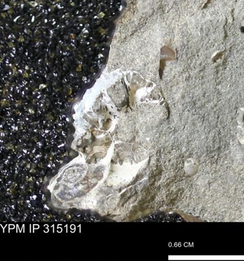undet. Scaphitidae