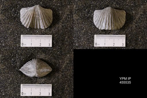 Platystrophia ponderosa