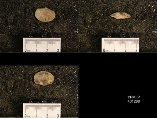 Plectorthis fissicosta