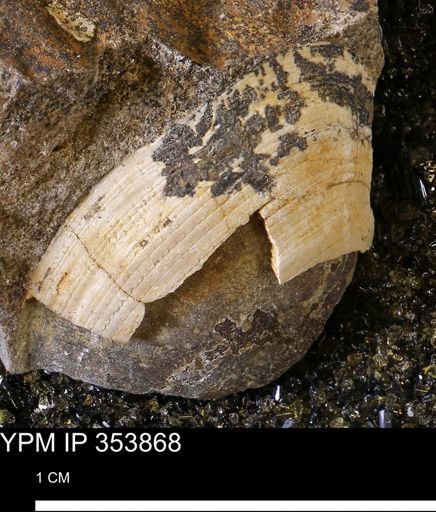 Limopsis striatopunctatus