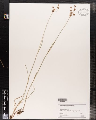 Plantae