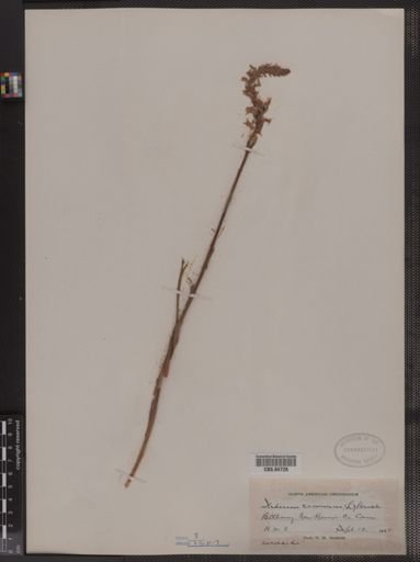Ibidium cernuum