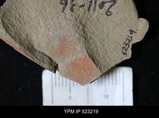 undet. Porifera