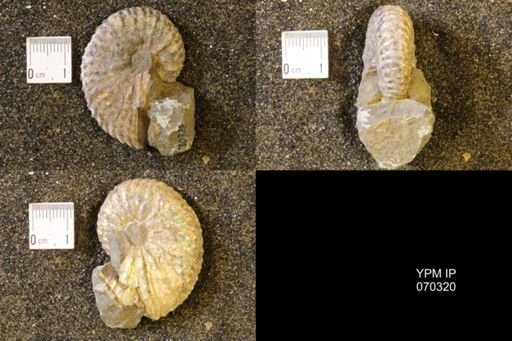 Jeletzkytes nebrascensis