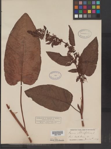 Rumex obtusifolius