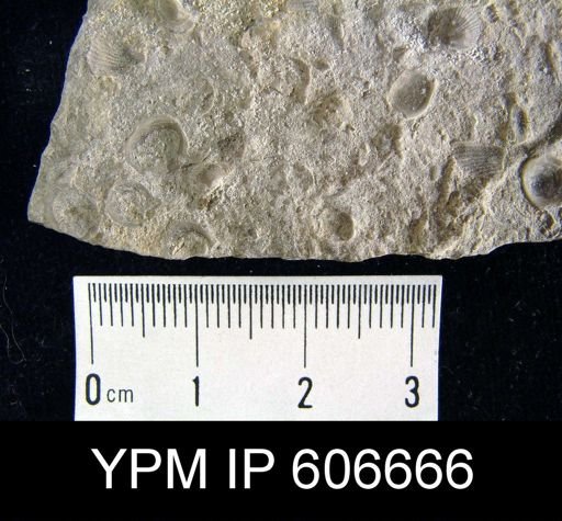 Pholidops gamachiana