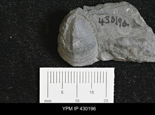 Cyrtonella mitella
