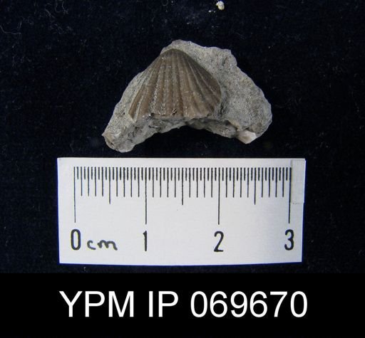 Rhynchotrema anticostiense