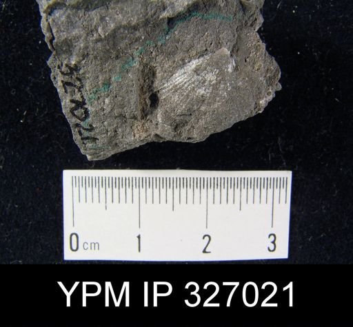 Derbya crassa