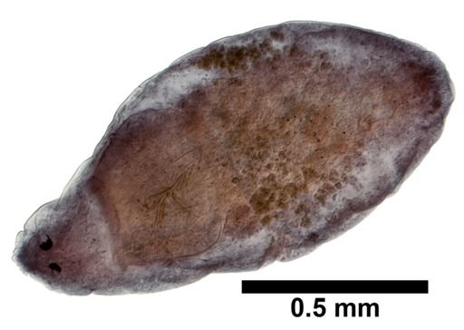 Plagiostomum