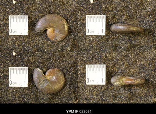 Discoscaphites rossi