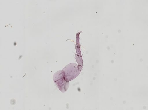 Hyalella cf. azteca