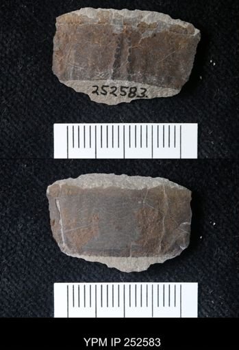 undet. Eurypterida